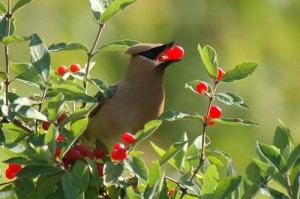 Pick up a new hobby, like photography. Take pictures of the things around you. Photo Credit: http://natureblognetwork.com/blog/wp-content/uploads/2010/02/189365366_438feb1696.jpg